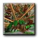 plants1a.jpg