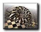 spiral02.jpg